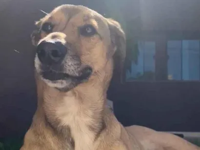 Cachorro raça SRD-ViraLata idade 3 anos nome Luna Maria