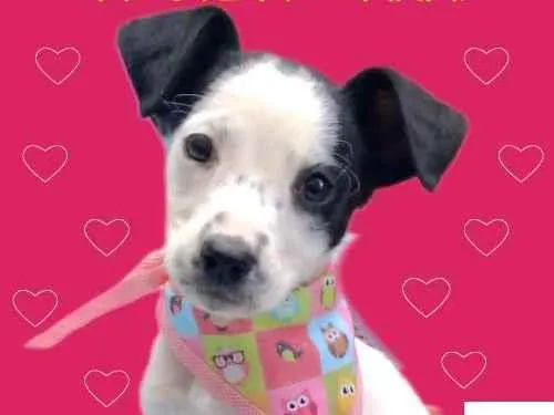 Cachorro ra a SRD-ViraLata idade 2 a 6 meses nome Dyana