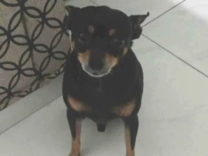 Cachorro raça Pinscher idade 5 anos nome Hulk