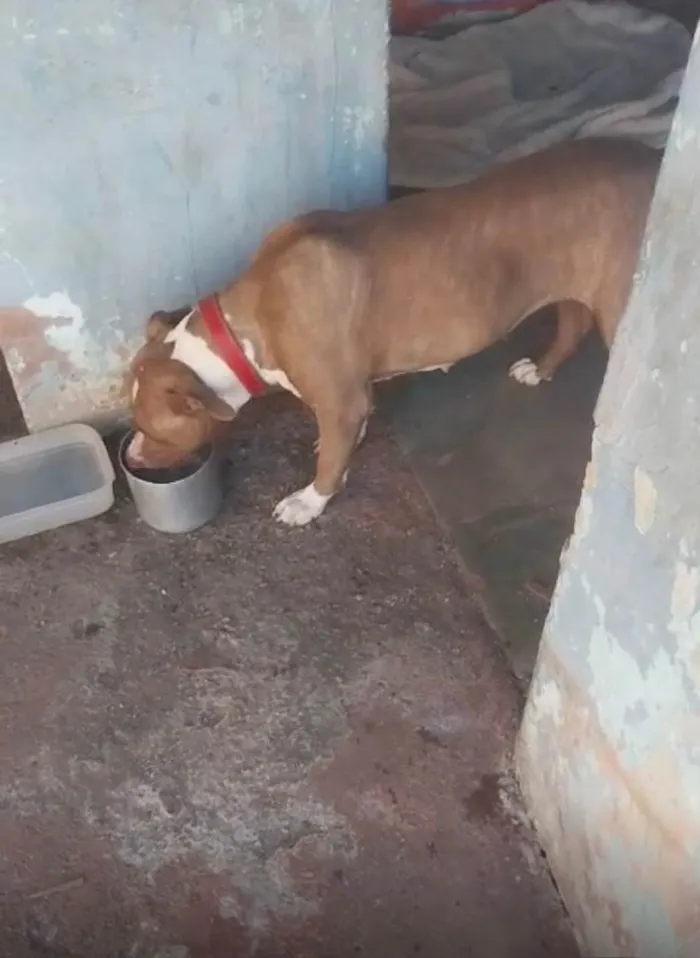 Cachorro ra a Pit-Bull idade 1 ano nome Akira