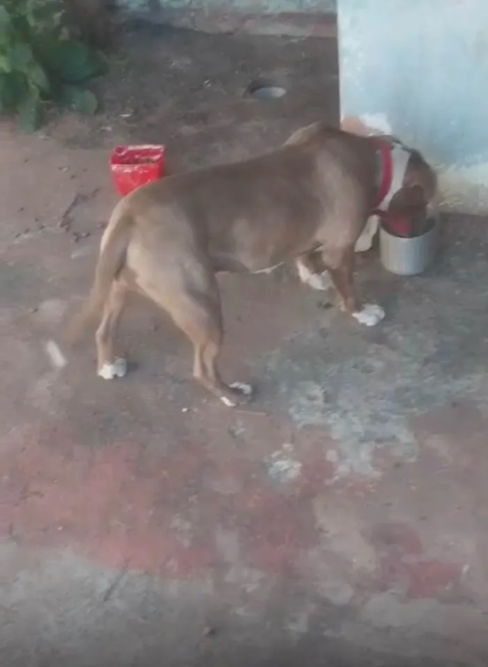 Cachorro ra a Pit-Bull idade 1 ano nome Akira