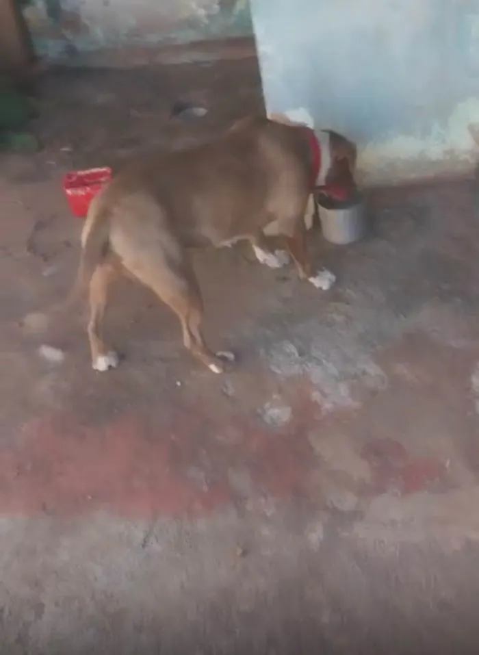 Cachorro ra a Pit-Bull idade 1 ano nome Akira