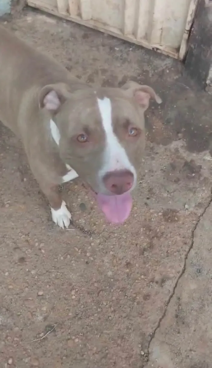 Cachorro ra a Pit-Bull idade 1 ano nome Akira