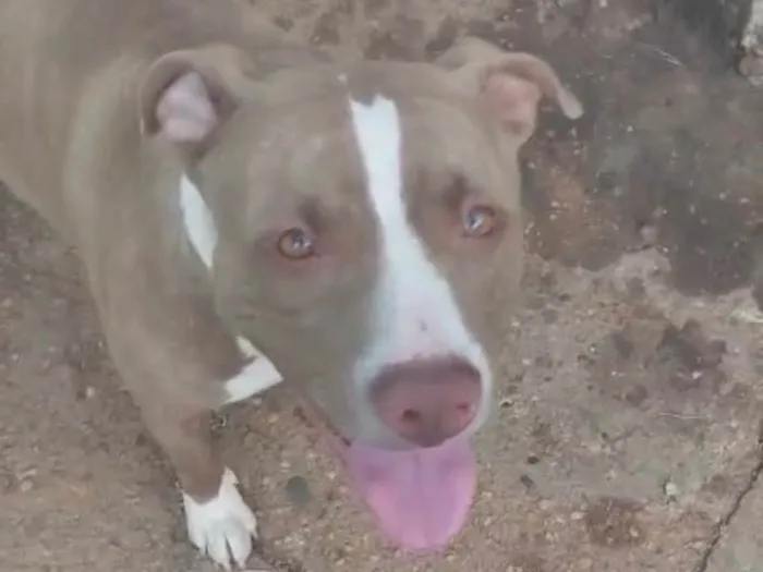 Cachorro ra a Pit-Bull idade 1 ano nome Akira