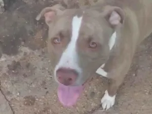 Cachorro raça Pit-Bull idade 1 ano nome Akira