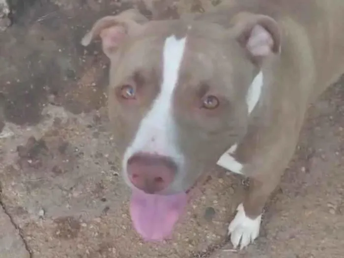 Cachorro ra a Pit-Bull idade 1 ano nome Akira