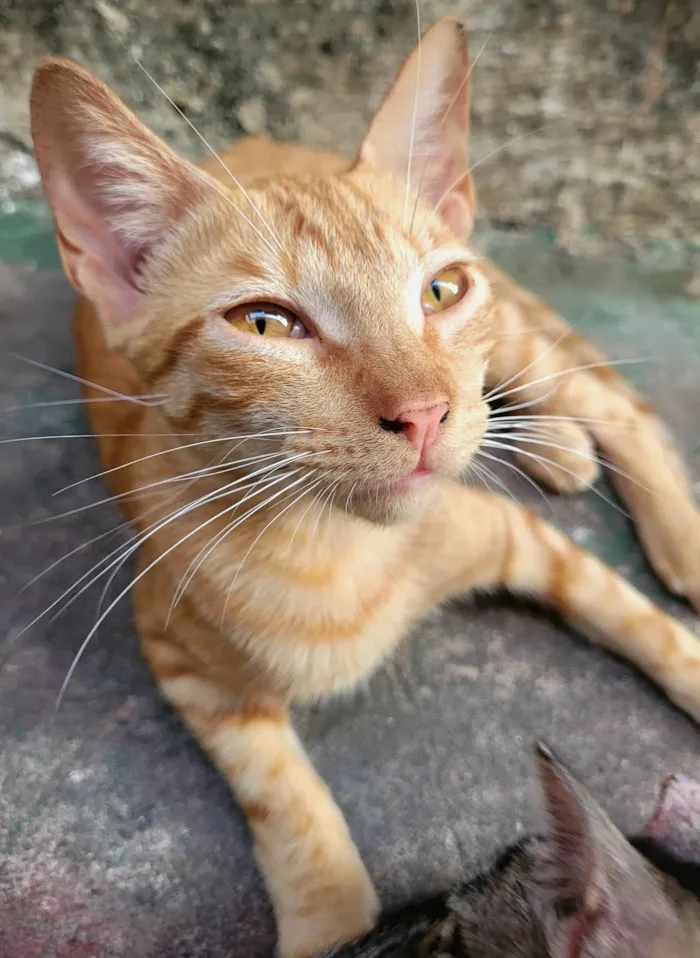 Gato ra a SRD-ViraLata idade Abaixo de 2 meses nome Amarelinho 