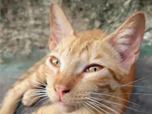 Gato raça SRD-ViraLata idade Abaixo de 2 meses nome Amarelinho 