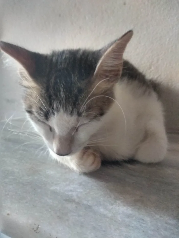 Gato ra a Não sei idade Abaixo de 2 meses nome Três fêmeas e um macho