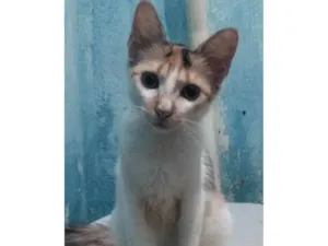 Gato raça Não sei idade Abaixo de 2 meses nome Três fêmeas e um macho