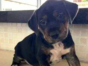 Cachorro raça SRD-ViraLata idade Abaixo de 2 meses nome Sem Nome 