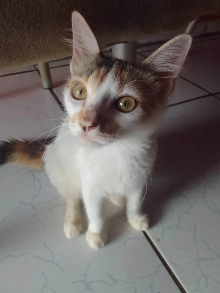 Gato ra a Não sei idade Abaixo de 2 meses nome Três fêmeas e um macho