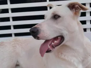 Cachorro raça Labrador idade 2 anos nome Nicolas