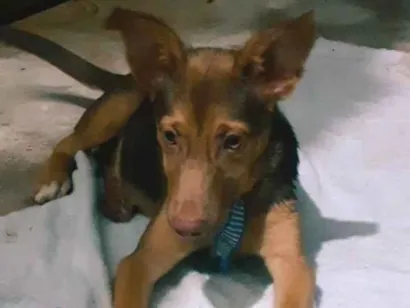 Cachorro raça SRD-ViraLata idade 7 a 11 meses nome Perola