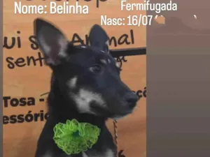 Cachorro raça SRD-ViraLata idade 1 ano nome Bela