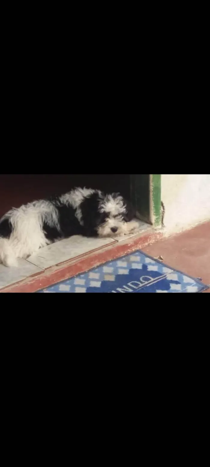 Cachorro ra a Shitzu idade 2 a 6 meses nome Téo 