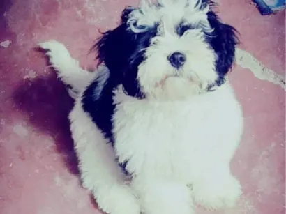 Cachorro raça Shitzu idade 2 a 6 meses nome Téo 