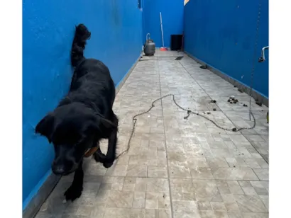 Cachorro raça SRD-ViraLata idade 2 anos nome Samba