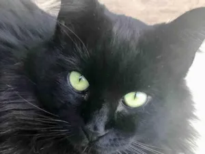 Gato raça SRD-ViraLata idade 5 anos nome Tobby 