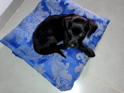 Cachorro raça SRD-ViraLata idade 2 a 6 meses nome Ainda sem nome