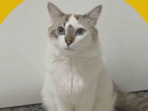 Gato raça SRD-ViraLata idade 2 anos nome Tiel