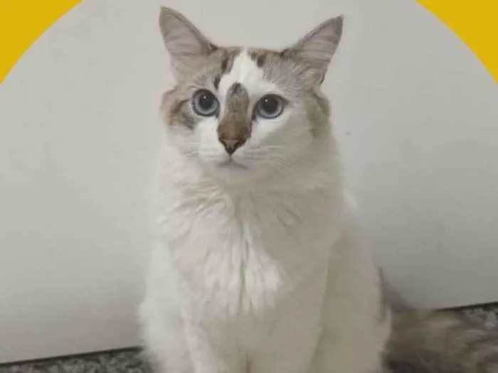 Gato ra a SRD-ViraLata idade 2 anos nome Tiel