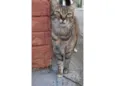 Jully