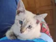 Filó