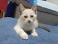 fofa