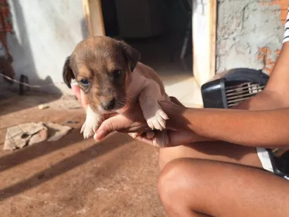 Cachorro raça SRD-ViraLata idade Abaixo de 2 meses nome Não tem nome