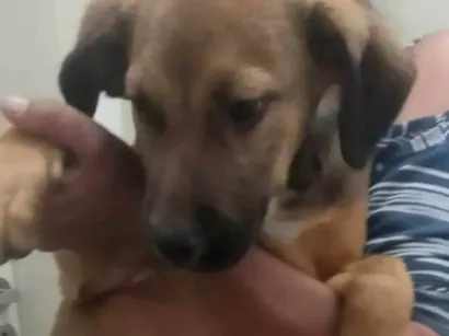 Cachorro raça SRD-ViraLata idade 2 a 6 meses nome Whisky