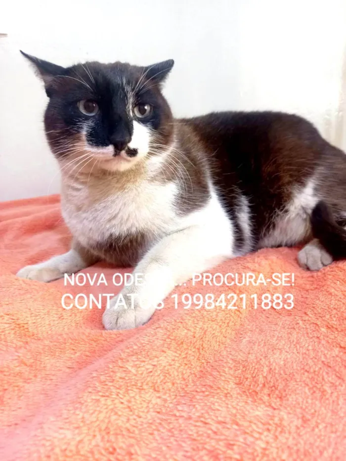 Gato ra a SRD-ViraLata idade 4 anos nome Gatão