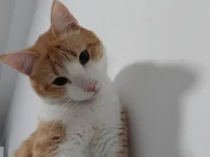 Gato raça SRD-ViraLata idade 3 anos nome Phill