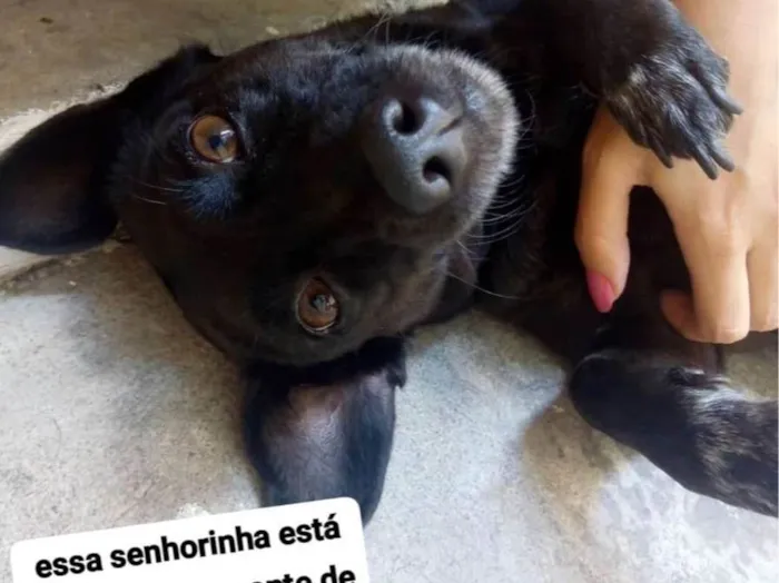 Cachorro ra a SRD-ViraLata idade 6 ou mais anos nome Doralice 