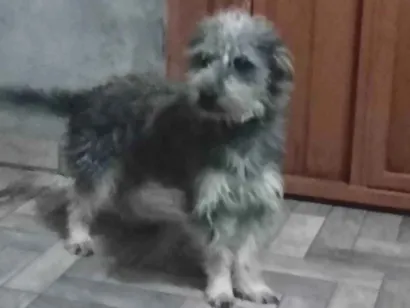 Cachorro raça SRD-ViraLata idade 1 ano nome Luma e Hércules 