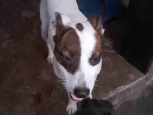 Cachorro raça SRD-ViraLata idade 3 anos nome Lua