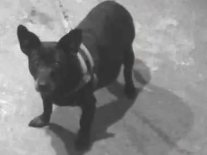 Cachorro raça SRD-ViraLata idade 6 ou mais anos nome Doralice 