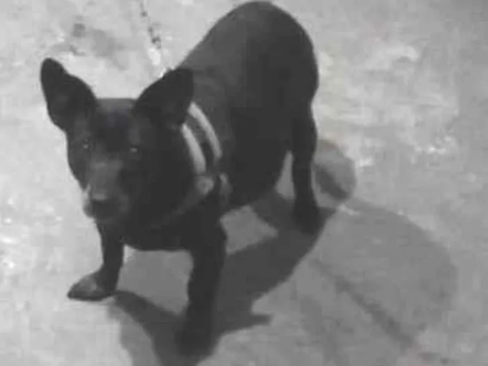 Cachorro ra a SRD-ViraLata idade 6 ou mais anos nome Doralice 