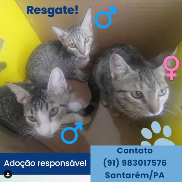 Gato ra a SRD-ViraLata idade 2 a 6 meses nome Sem nomes