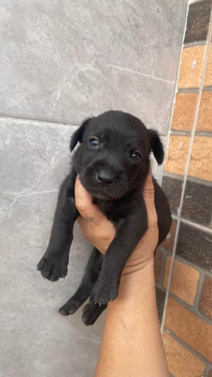 Cachorro ra a SRD-ViraLata idade 2 a 6 meses nome Feliz