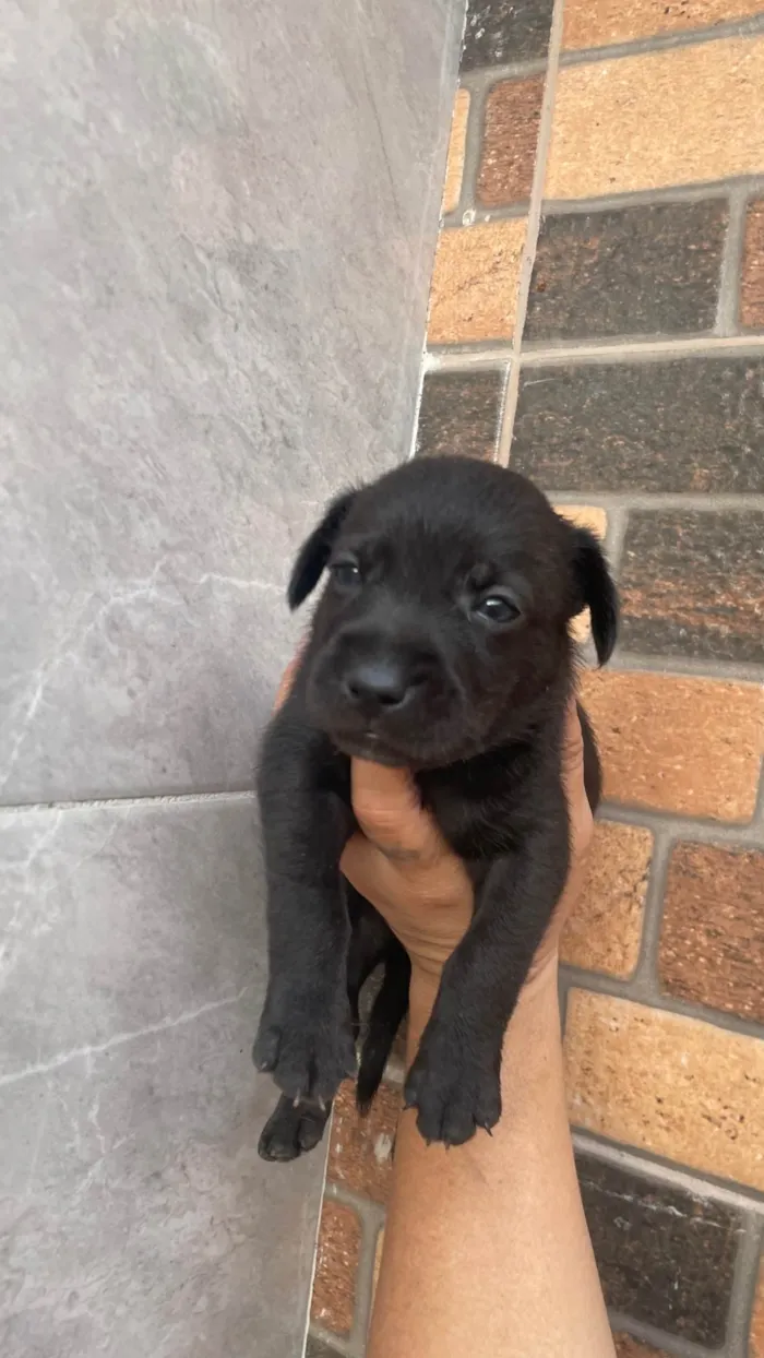 Cachorro ra a SRD-ViraLata idade 2 a 6 meses nome Feliz