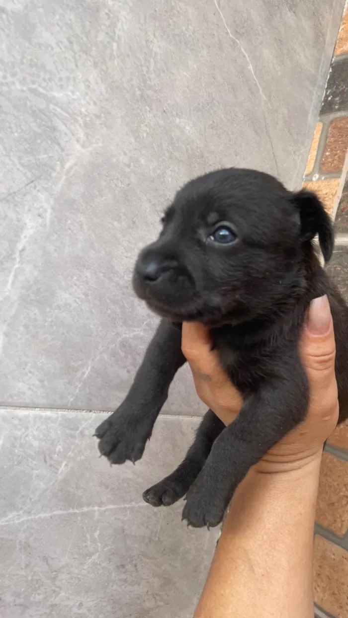 Cachorro ra a SRD-ViraLata idade 2 a 6 meses nome Feliz