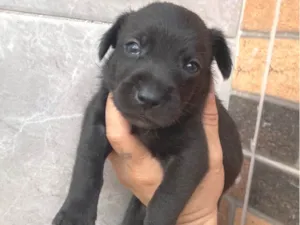 Cachorro raça SRD-ViraLata idade 2 a 6 meses nome Feliz