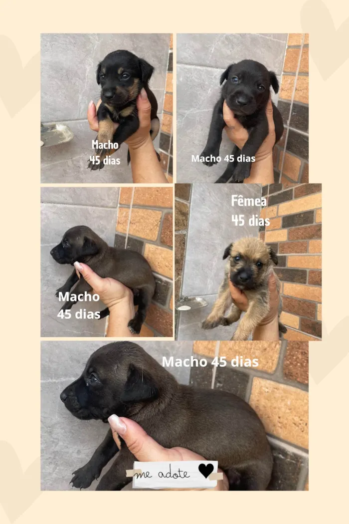 Cachorro ra a SRD-ViraLata idade Abaixo de 2 meses nome Paçoca *João , Aquim,Linda