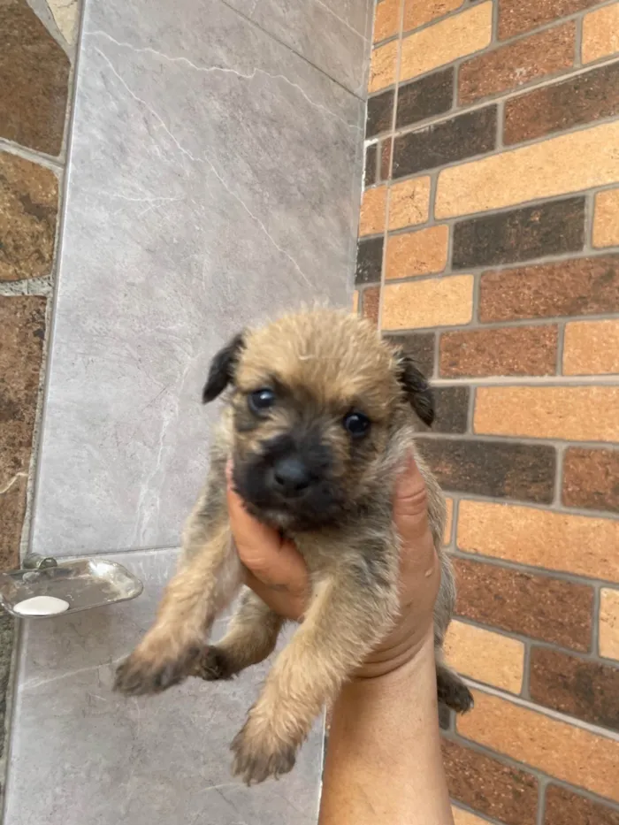 Cachorro ra a SRD-ViraLata idade Abaixo de 2 meses nome Paçoca *João , Aquim,Linda