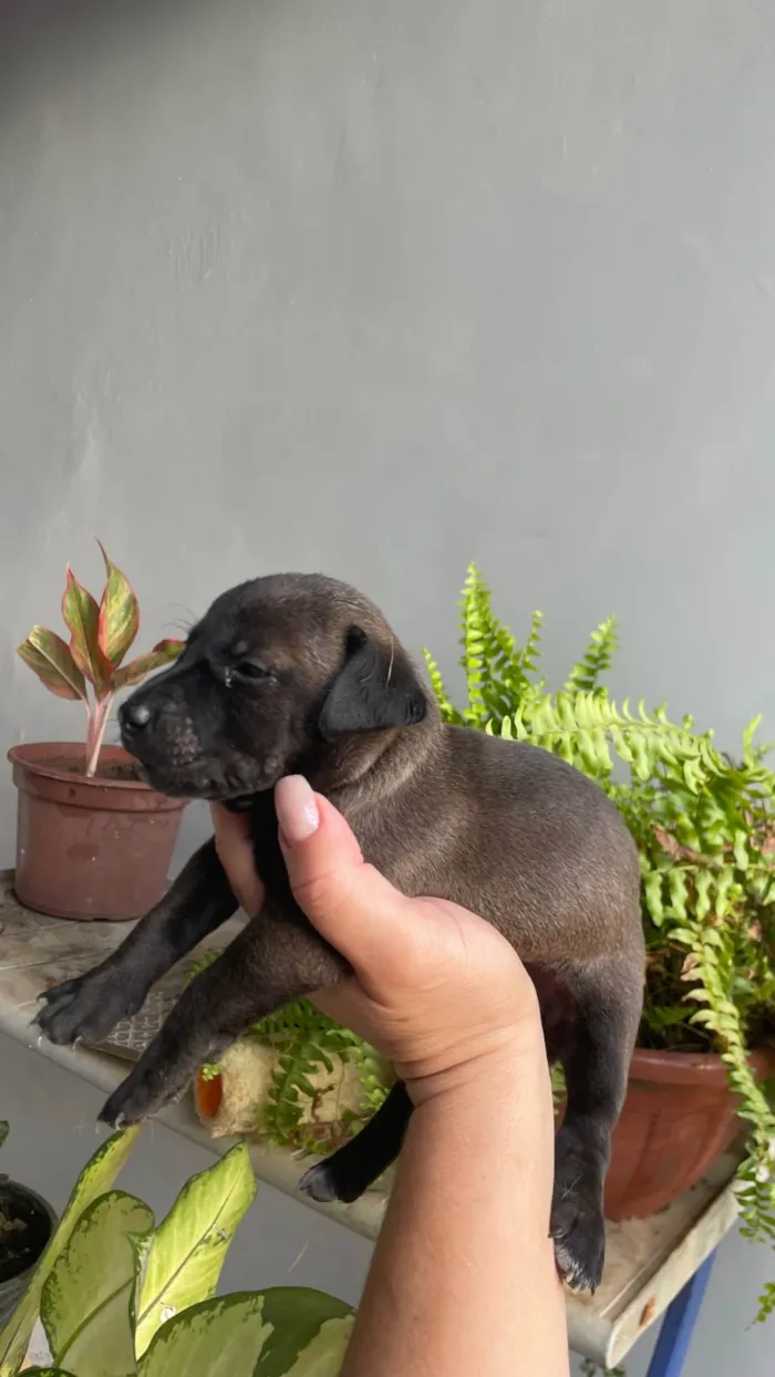 Cachorro ra a SRD-ViraLata idade Abaixo de 2 meses nome Paçoca *João , Aquim,Linda