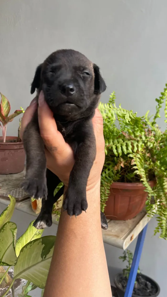 Cachorro ra a SRD-ViraLata idade Abaixo de 2 meses nome Paçoca *João , Aquim,Linda