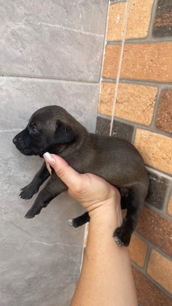 Cachorro ra a SRD-ViraLata idade Abaixo de 2 meses nome Paçoca *João , Aquim,Linda