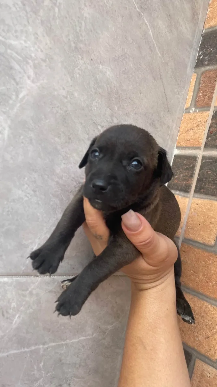 Cachorro ra a SRD-ViraLata idade Abaixo de 2 meses nome Paçoca *João , Aquim,Linda