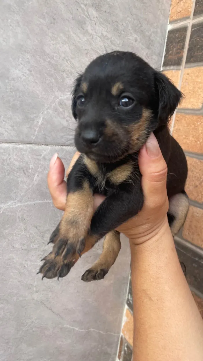 Cachorro ra a SRD-ViraLata idade Abaixo de 2 meses nome Paçoca *João , Aquim,Linda